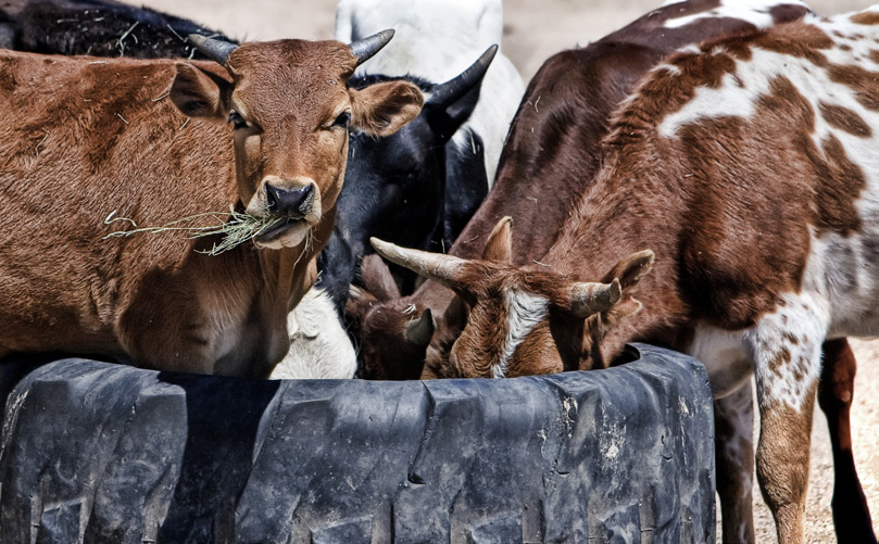Cattles feeding